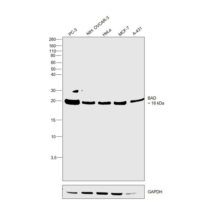 BAD Antibody in Western Blot (WB)