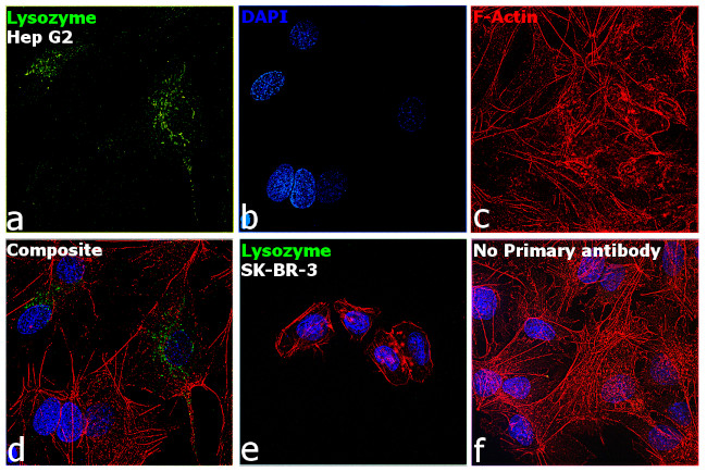 Lysozyme Antibody in Immunocytochemistry (ICC/IF)