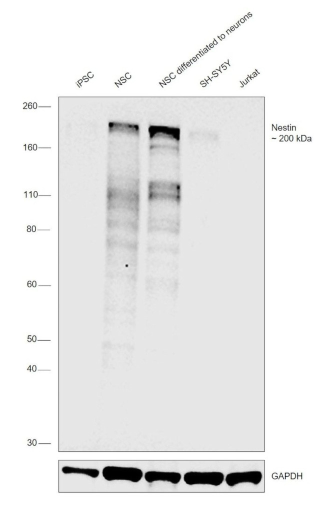 Nestin Antibody