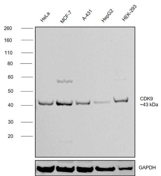 CDK9 Antibody in Western Blot (WB)