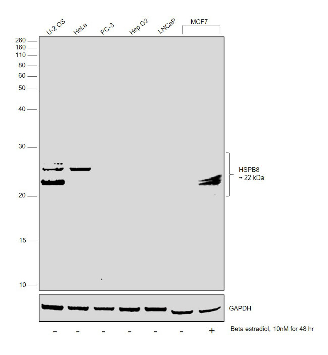 HSPB8 Antibody