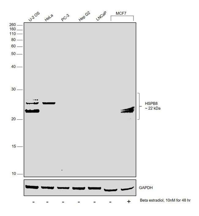 HSPB8 Antibody in Western Blot (WB)