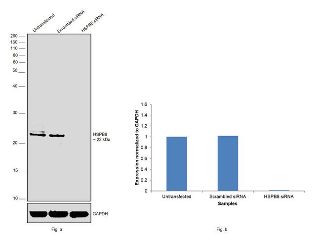 HSPB8 Antibody in Western Blot (WB)