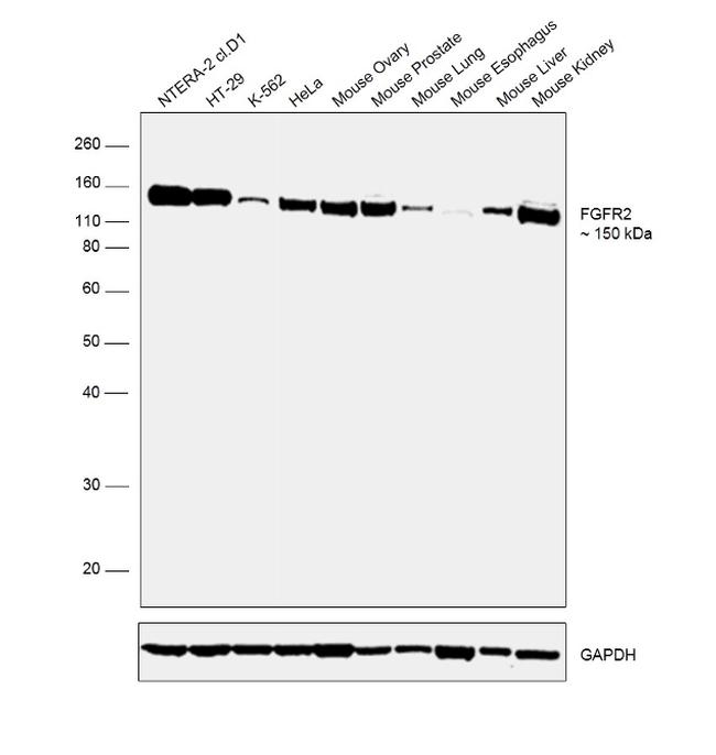 FGFR2 Antibody in Western Blot (WB)