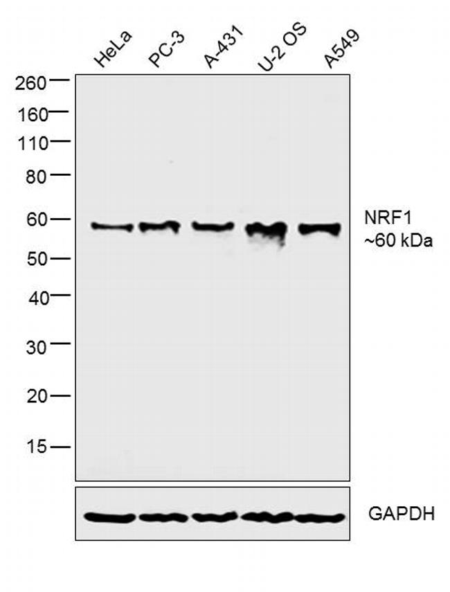 NRF1 Antibody in Western Blot (WB)