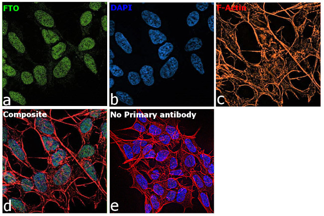 FTO Antibody in Immunocytochemistry (ICC/IF)