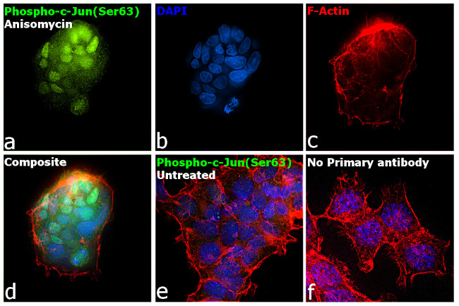 Phospho-c-Jun (Ser63) Antibody in Immunocytochemistry (ICC/IF)