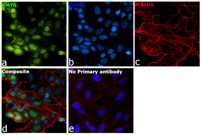 EZH2 Antibody in Immunocytochemistry (ICC/IF)