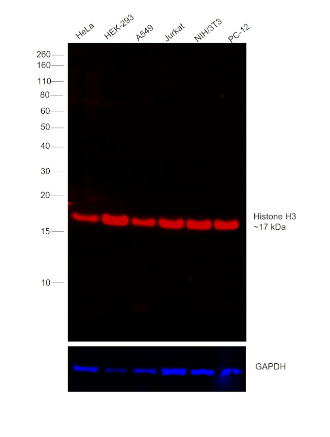 Histone H3 Antibody in Western Blot (WB)