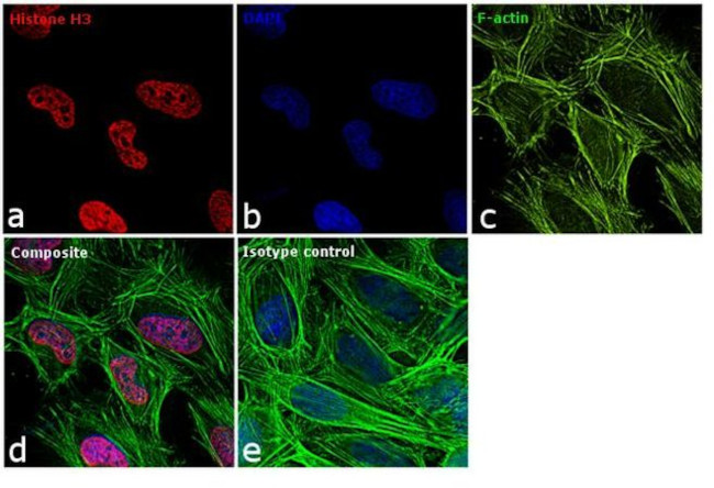 Histone H3 Antibody in Immunocytochemistry (ICC/IF)