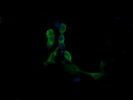 MAP2K1 Antibody in Immunocytochemistry (ICC/IF)