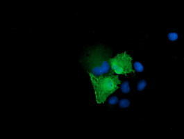 MAP2K3 Antibody in Immunocytochemistry (ICC/IF)