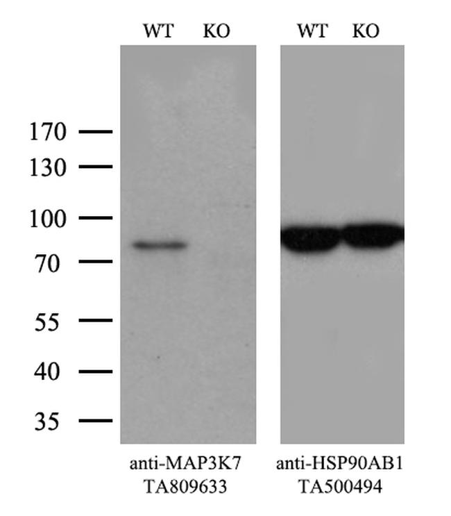 MAP3K7 Antibody in Western Blot (WB)