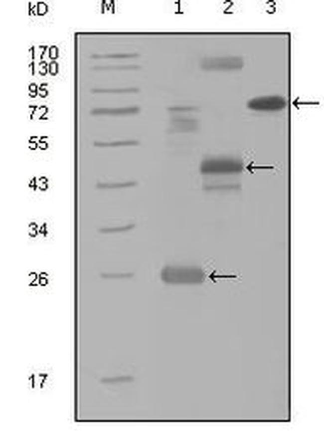 HGK Antibody in Western Blot (WB)