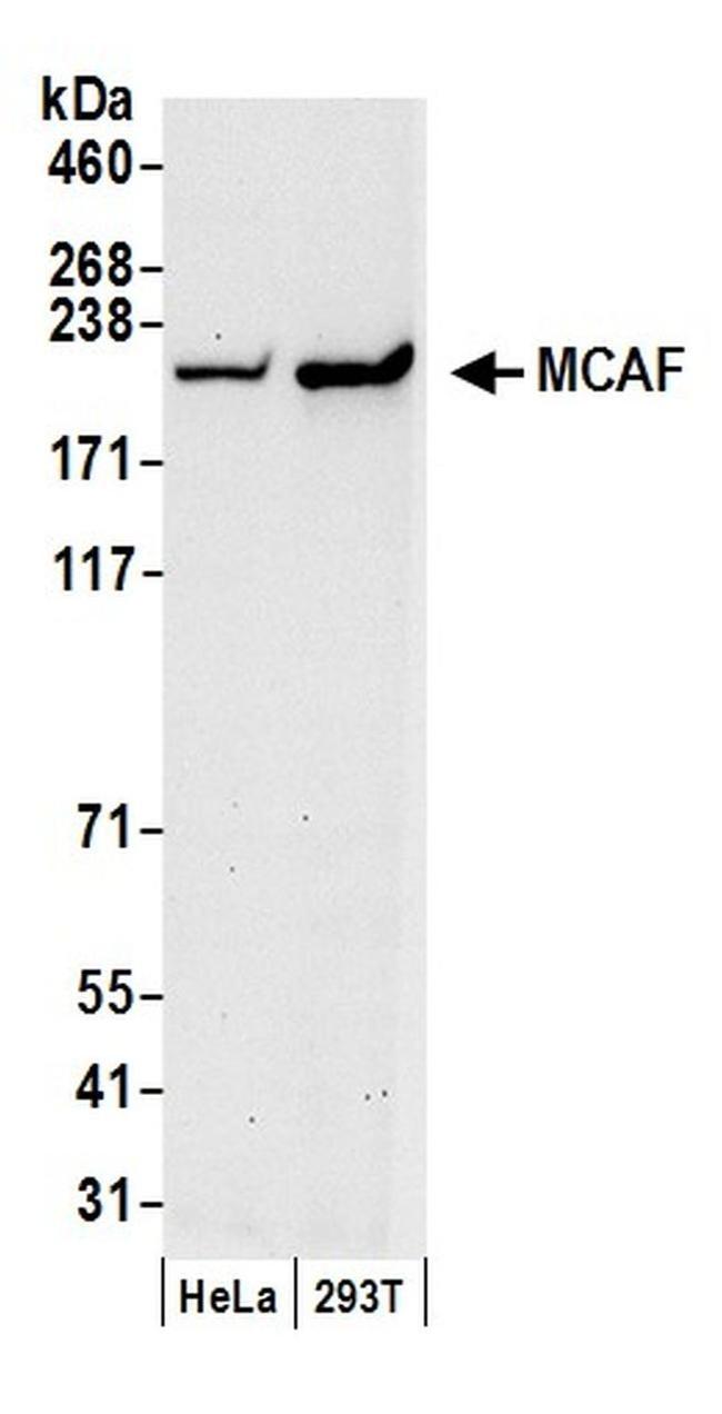 MCAF Antibody in Western Blot (WB)