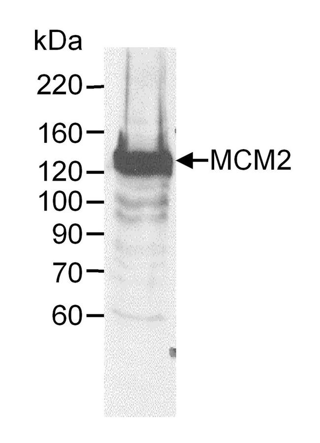 MCM2 Antibody in Western Blot (WB)