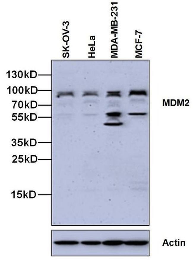 MDM2 Antibody in Western Blot (WB)