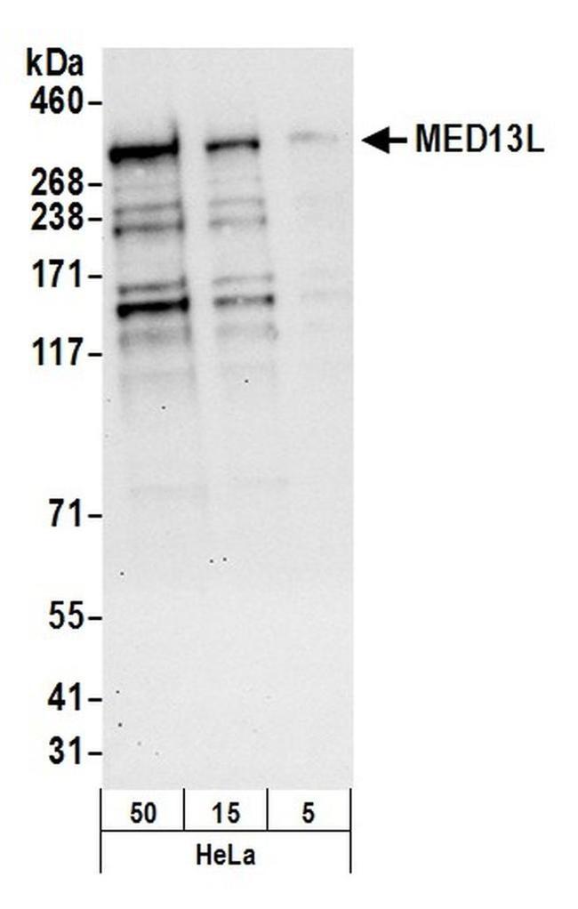 MED13L Antibody in Western Blot (WB)