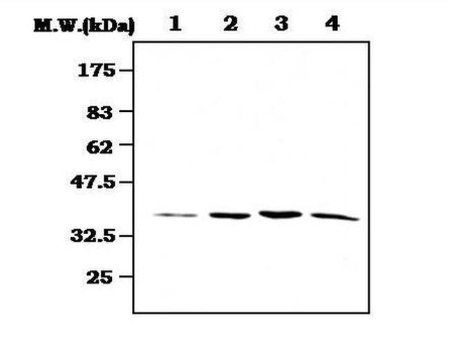 MEK3 Antibody in Western Blot (WB)