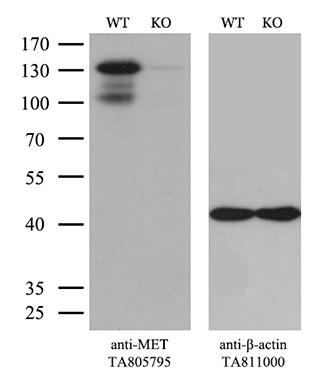 MET Antibody