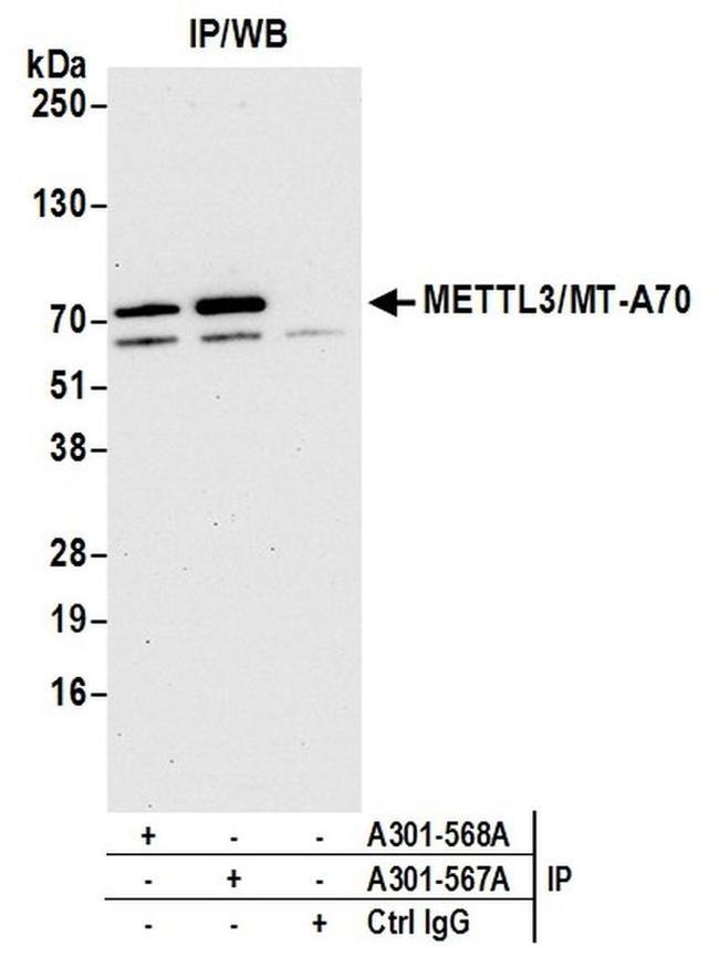 METTL3/MT-A70 Antibody in Western Blot (WB)