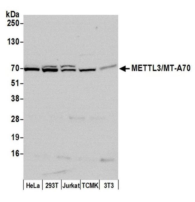 METTL3/MT-A70 Antibody in Western Blot (WB)