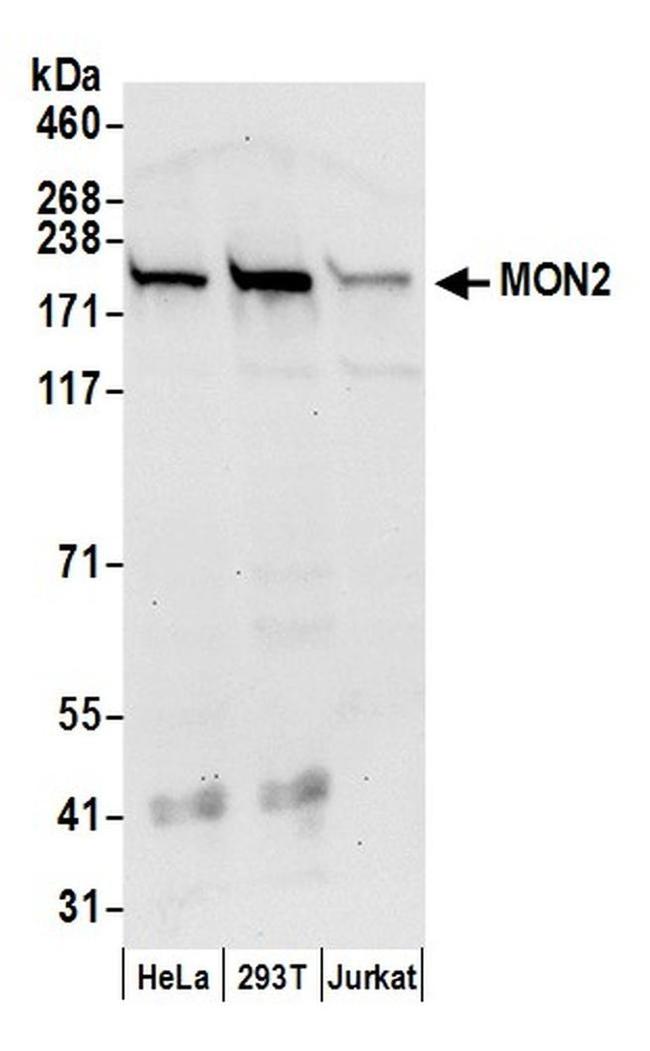 MON2 Antibody in Western Blot (WB)