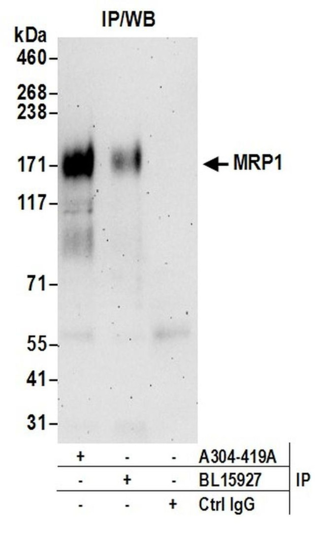 MRP1 Antibody in Immunoprecipitation (IP)