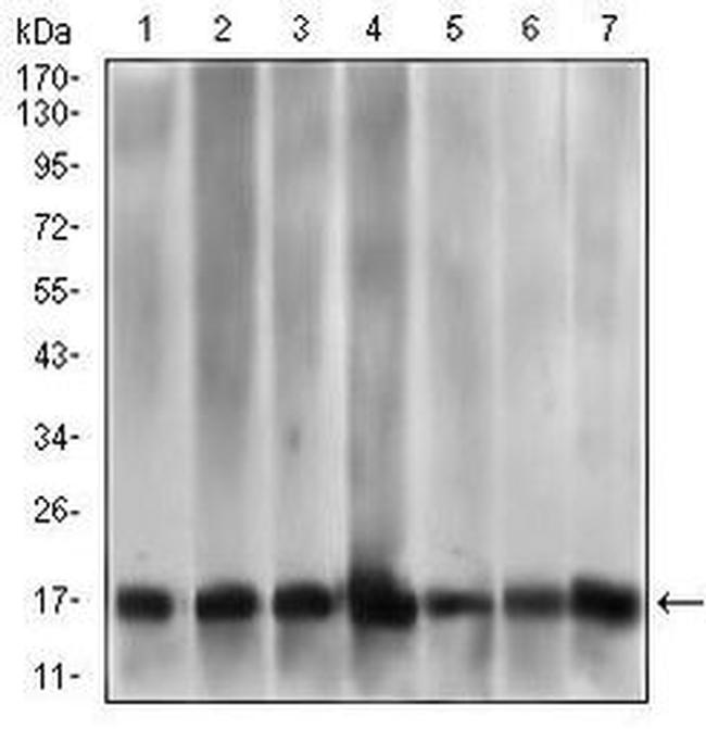 MRPL42 Antibody in Western Blot (WB)