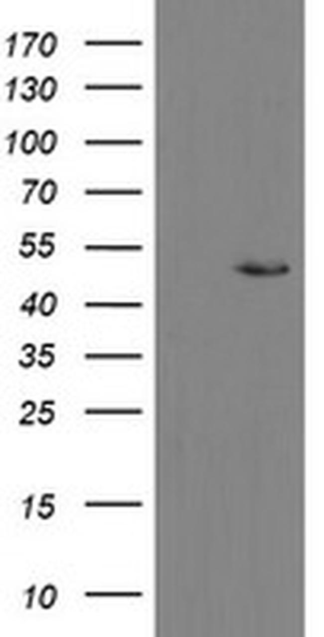 MRPS27 Antibody in Western Blot (WB)