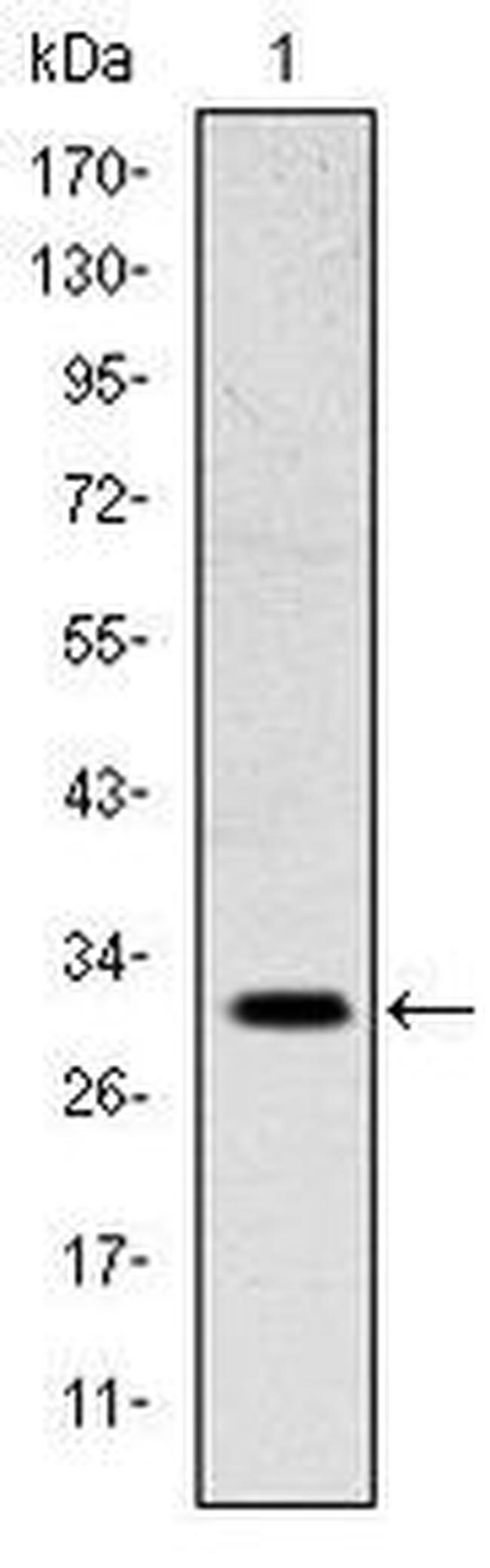 MSX1 Antibody in Western Blot (WB)