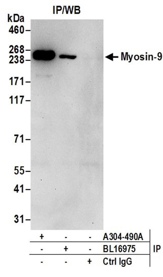 Myosin-9 Antibody in Western Blot (WB)