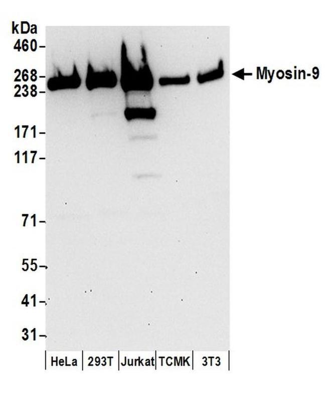 Myosin-9 Antibody in Western Blot (WB)