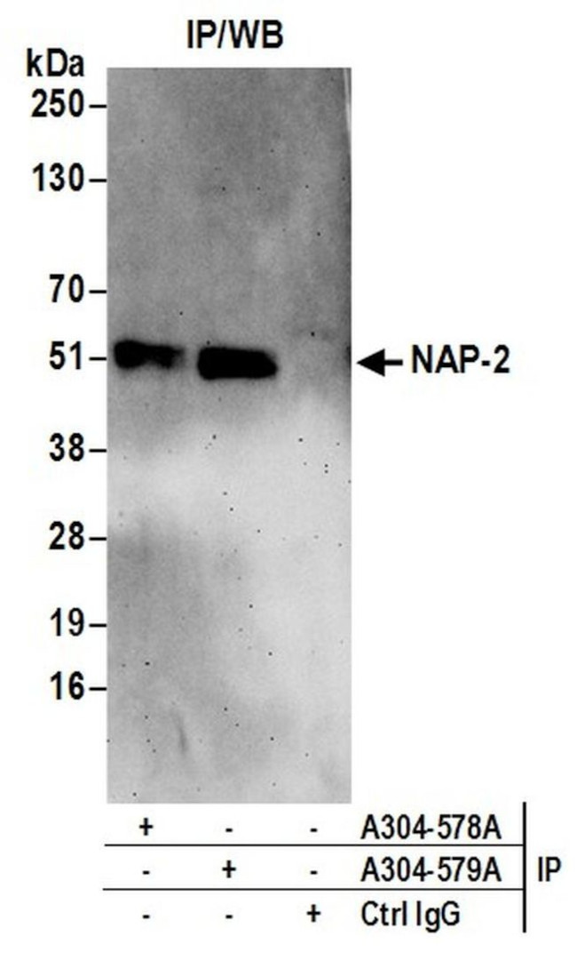 NAP-2 Antibody in Immunoprecipitation (IP)