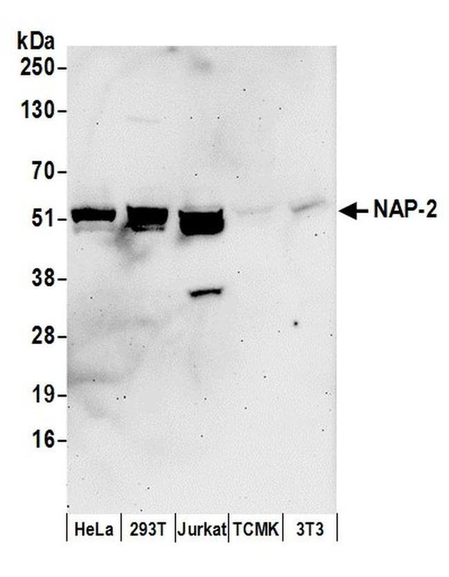 NAP-2 Antibody in Western Blot (WB)