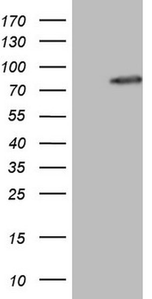 NCOA4 Antibody in Western Blot (WB)