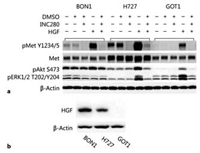 HGF Antibody in Western Blot (WB)