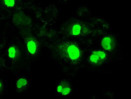 NEUROG1 Antibody in Immunocytochemistry (ICC/IF)