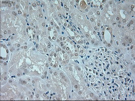 NEUROG1 Antibody in Immunohistochemistry (Paraffin) (IHC (P))