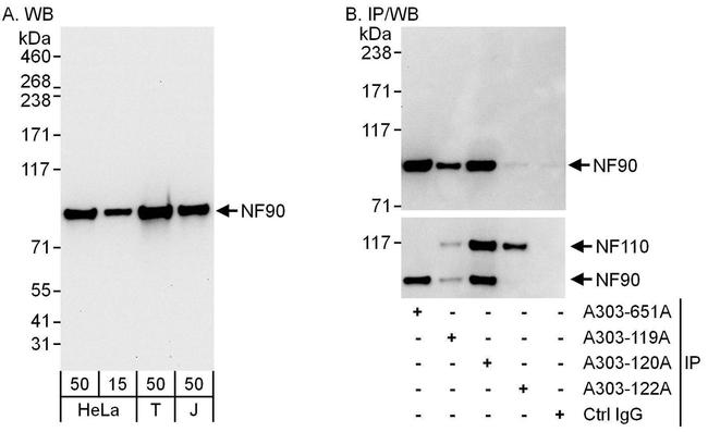 NF90 Antibody in Western Blot (WB)