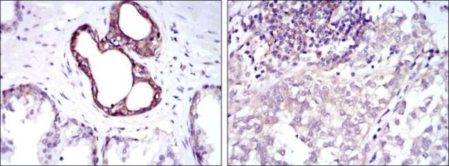 NFkB p50/p105 Antibody in Immunohistochemistry (Paraffin) (IHC (P))