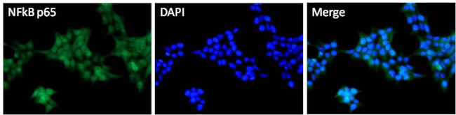 NFkB p65 Antibody in Immunocytochemistry (ICC/IF)