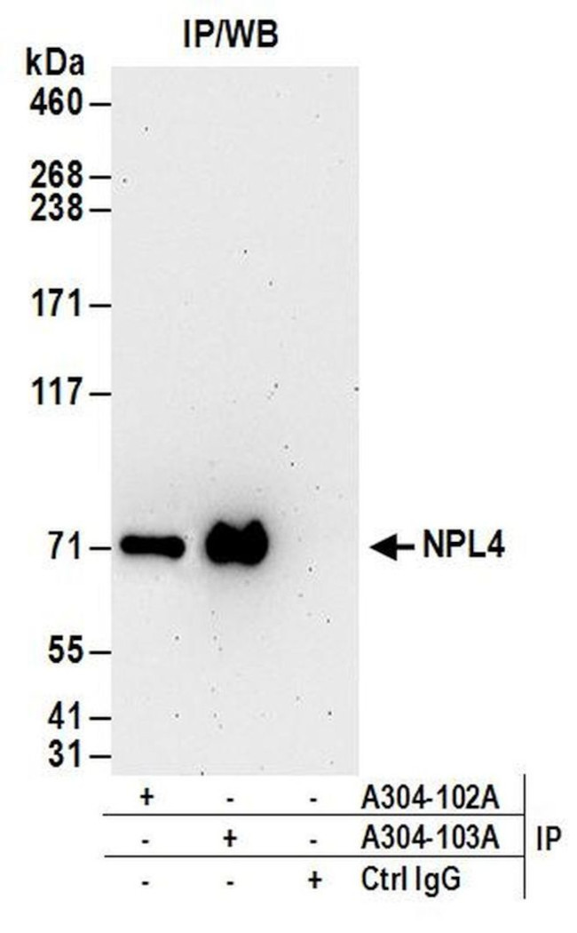 NPL4 Antibody in Immunoprecipitation (IP)