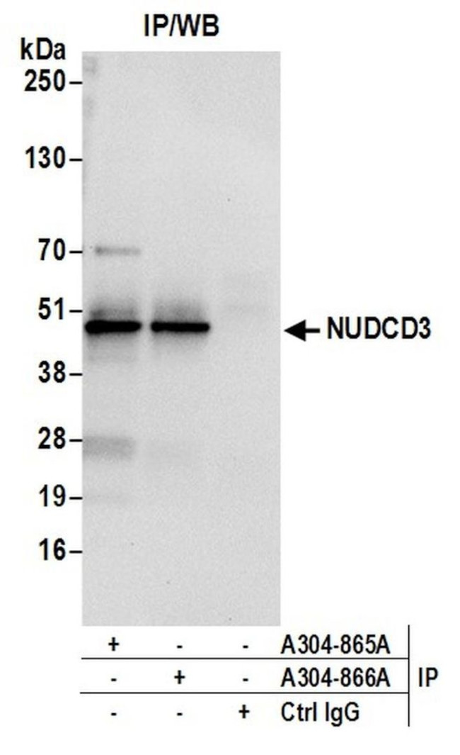 NUDCD3 Antibody in Immunoprecipitation (IP)