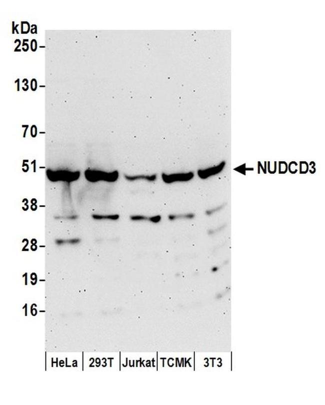 NUDCD3 Antibody in Western Blot (WB)