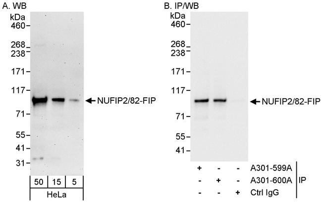 NUFIP2/82-FIP Antibody in Western Blot (WB)