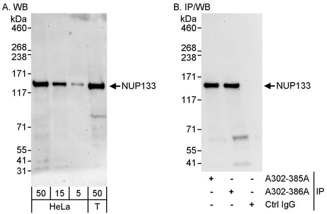 NUP133 Antibody in Western Blot (WB)