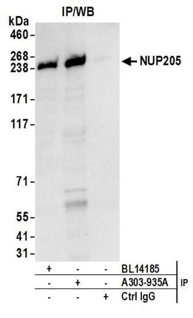 NUP205 Antibody in Western Blot (WB)