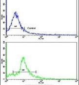 NUP62 Antibody in Flow Cytometry (Flow)