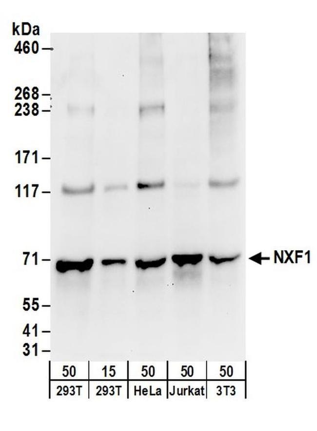 NXF1 Antibody in Western Blot (WB)